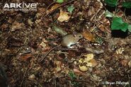 Wood-mouse-2