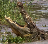 Nile Crocodile