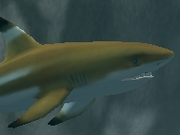 Blacktip-reef-shark-zootycoon2018