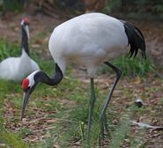 Crane, Red-Crowned