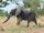 West African Bush Elephant
