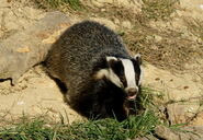 European Badger as Buttercup