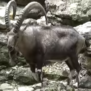 Forth Worth Zoo Ibex