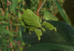 Giant Malaysian Leaf Insect