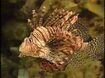 Red Lionfish