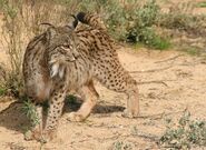 Marie the Iberian Lynx (Taylor Swift)