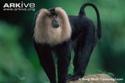Male-lion-tailed-macaque-captive.jpg