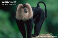 Lion-Tailed Macaque as Mandrill