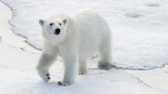 Polar bear (Ursus maritimus).jpg (1.55 MB)