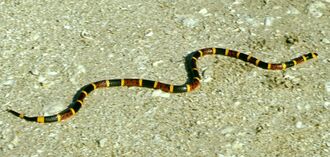 Snake.jpg
