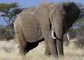 African Bush Elephant.jpg (213 KB)