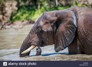 African Elephant Swimming In National Park