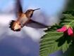 BEBDNA Rufous Hummingbird