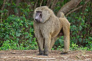 Baboon, Olive.jpg