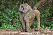 Baboon, Olive