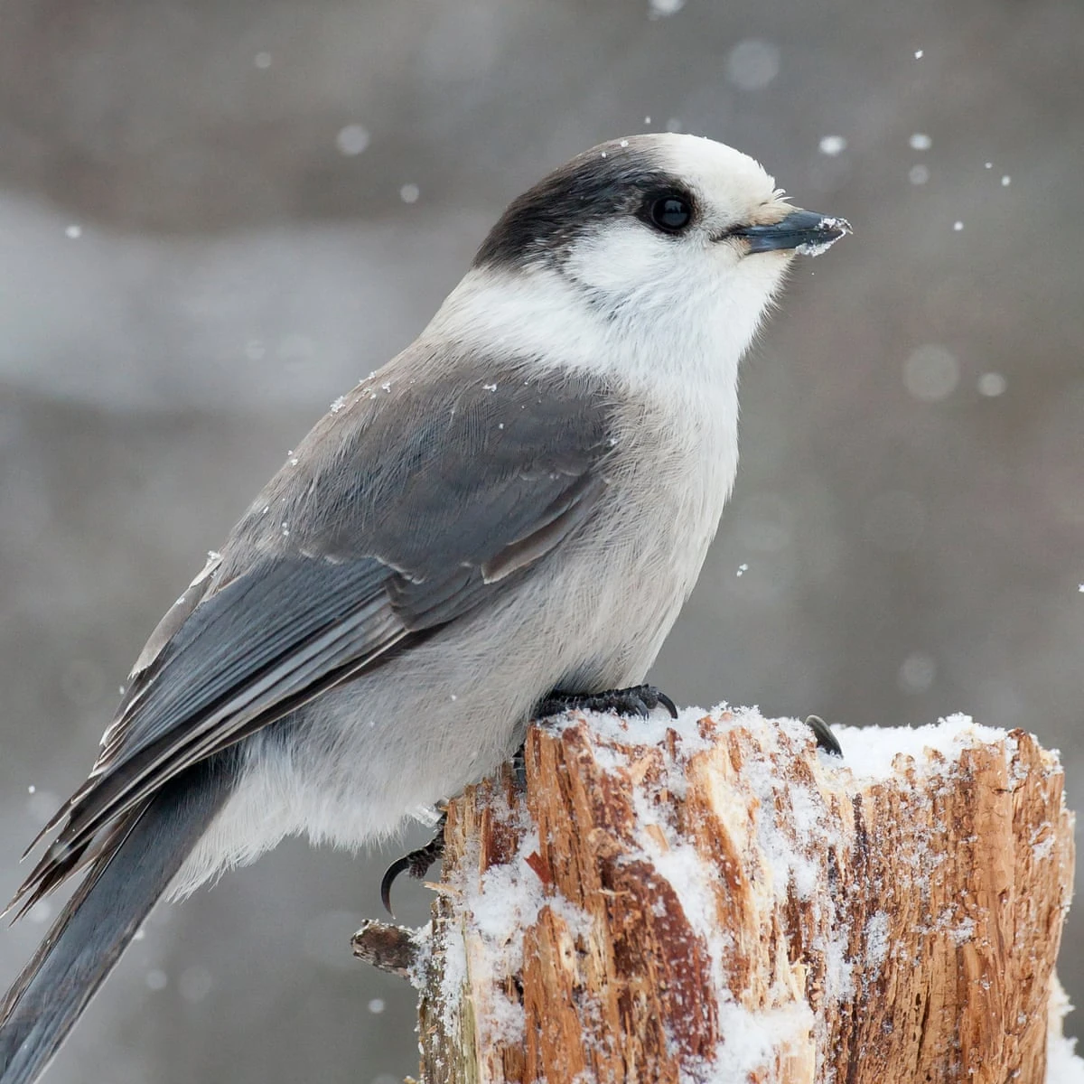 Canada Jay The Parody Wiki Fandom Canada Jay The Parody Wiki Fandom