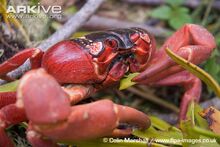 Christmas-Island-red-crab-feeding-on-forest-vegetation.jpg