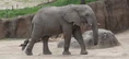 Dallas Zoo Elephant.png (683 KB)