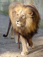 Katanga Lion