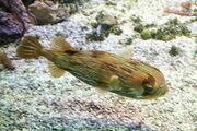 Long-Spined Puffer.jpg