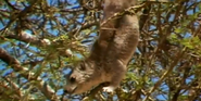 Rock Hyrax