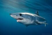 Mako shark