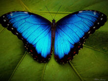 Morpho.jpg