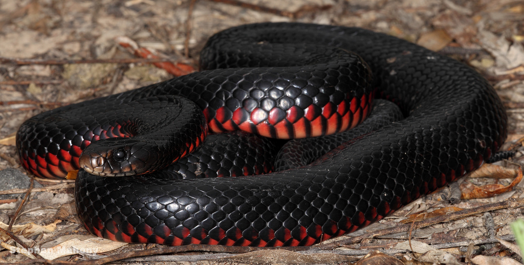 Black Dd Mamba
