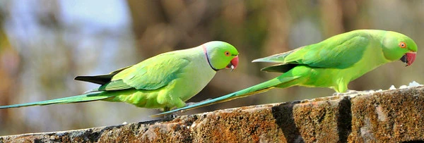 Rose Ringed Parakeet Singapore Birds Project