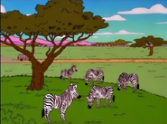 Plains Zebra