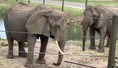 Six Flags Elephants.png (652 KB)