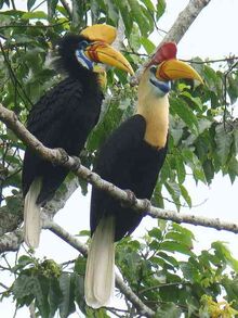 Sulawesi-red-knobbed-hornbill2.jpg