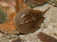 800px-Limulus polyphemus (aq.)