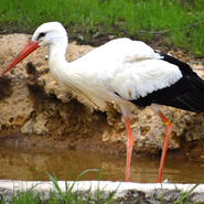 Akron Zoo Stork