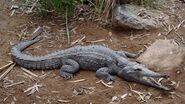 Australian freshwater crocodile