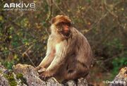 Barbary-macaque-.jpg