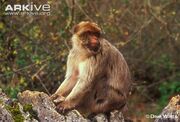 Barbary-macaque-