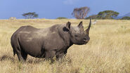 Black Rhinoceros as Lola Loud
