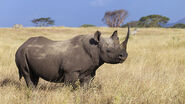 Black Rhino Cow