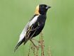 Bobolink