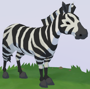 Cape Mountain Zebra