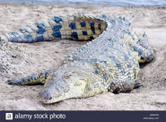 Nile Crocodile as Fuzzy Lumpkins