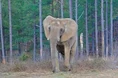 Elephant Image.jpg (9 KB)