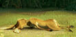 Elliot (Open Season) Sleeping
