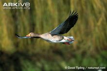 Greylag-goose-in-flight.jpg