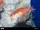 Half-Lined Cardinalfish