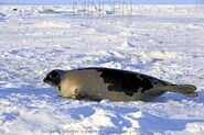 Harp seal (Pagophilus groenlandicus)