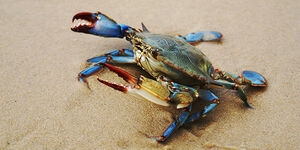 Invertebrate blue-crab molefranz-GettyImages 600x300.jpg