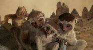 Plio, Zini, Yar and Suri as the chacma baboons.