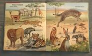 My First Book of Animals from A to Z (20)